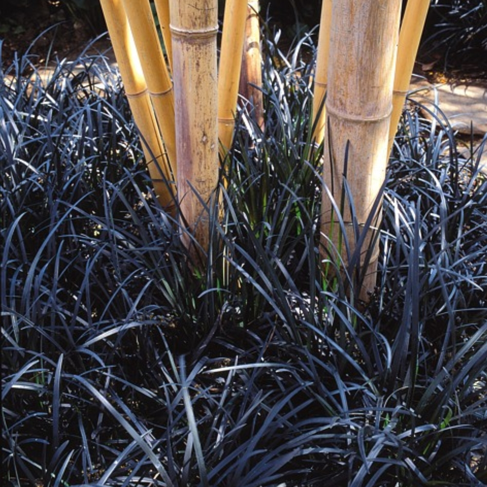 Barbe de dragon ' Nigrescens ' : godet rouge Truffaut